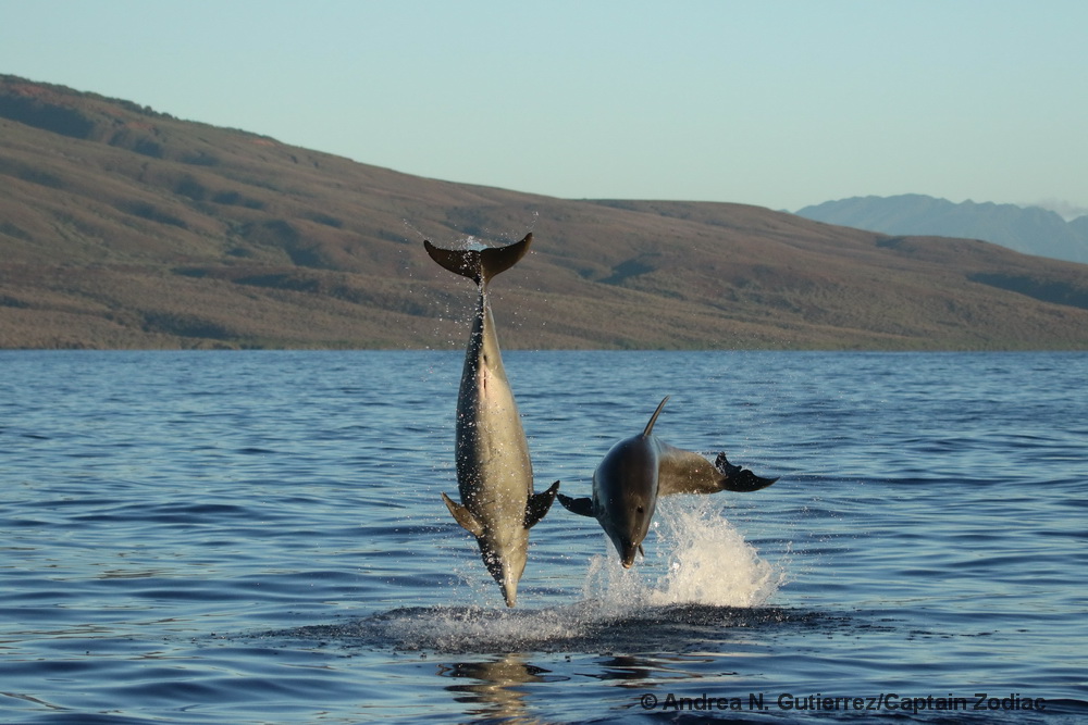 bottlenose dolphin, Tursiops truncatus, Lanai, Hawaii, Tursiops