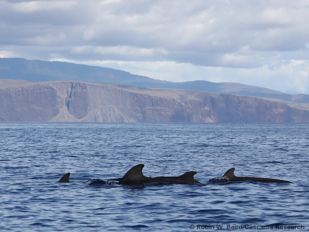 short-finned pilot whale, Globicephala macrorhynchus, Hawaii, Lānaʻi, Lanai