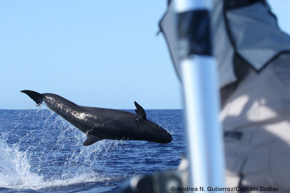 false killer whale, Pseudorca, leaping, Lānaʻi, Hawaii