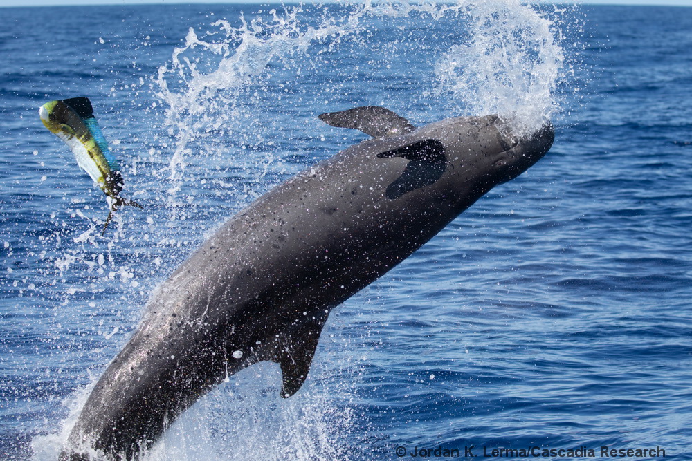 false killer whale, Pseudorca, leaping, Lānaʻi, Hawaii, mahi mahi, predation
