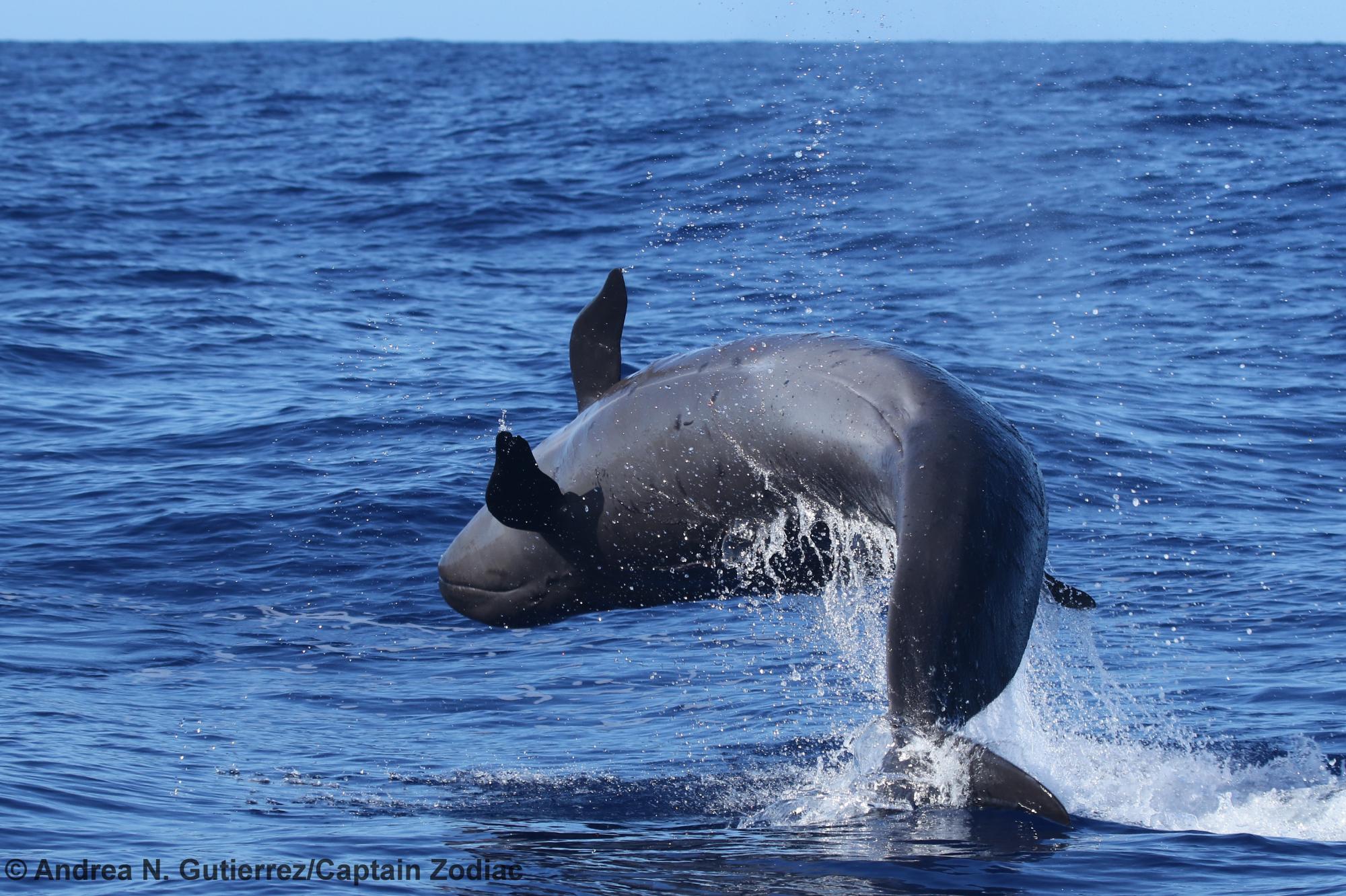 false killer whale, Lanai, Hawaii, Pseudorca, endangered