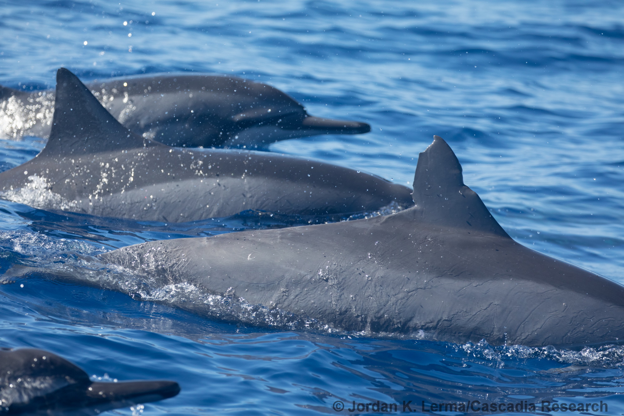 spinner dolphin, Stenella longirostris, Penguin Bank, Moloka'i, Hawai'i