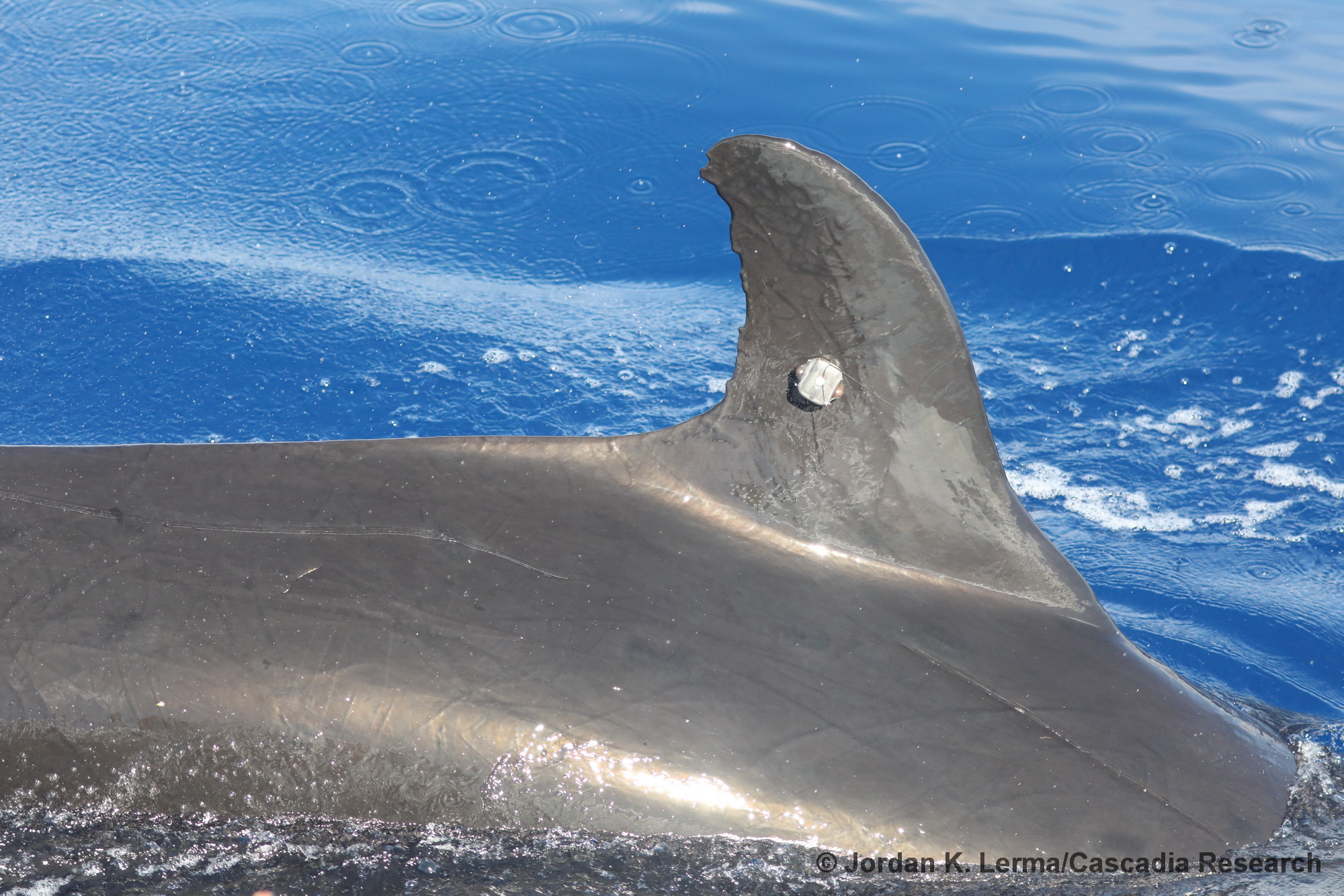 false killer whale, Hawaii, Maui, tagging, satellite tag, Wildlife Computers