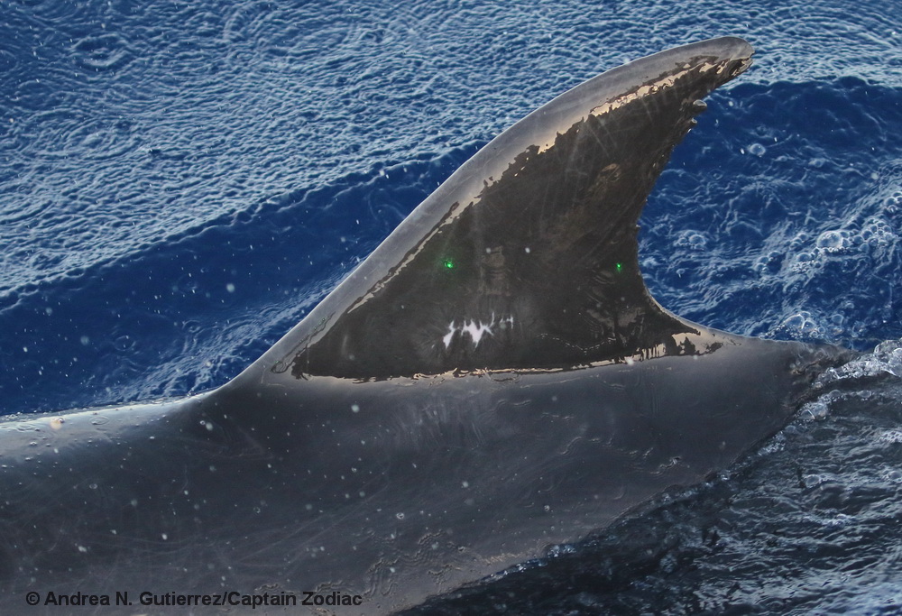 Bottlenose dolphin, Tursiops truncatus, Hawaii, Lanai, laser, photogrammetry
