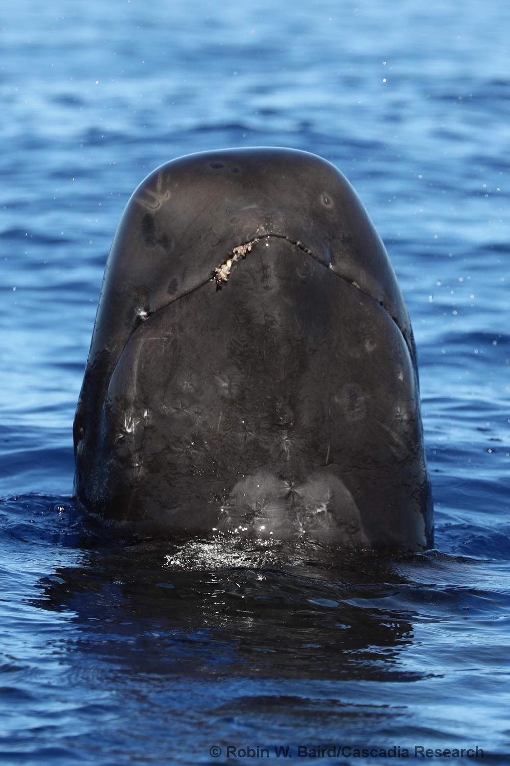 short-finned pilot whale, Globicephala macrorhynchus, Hawaii, Lānaʻi, Lanai, spyhop
