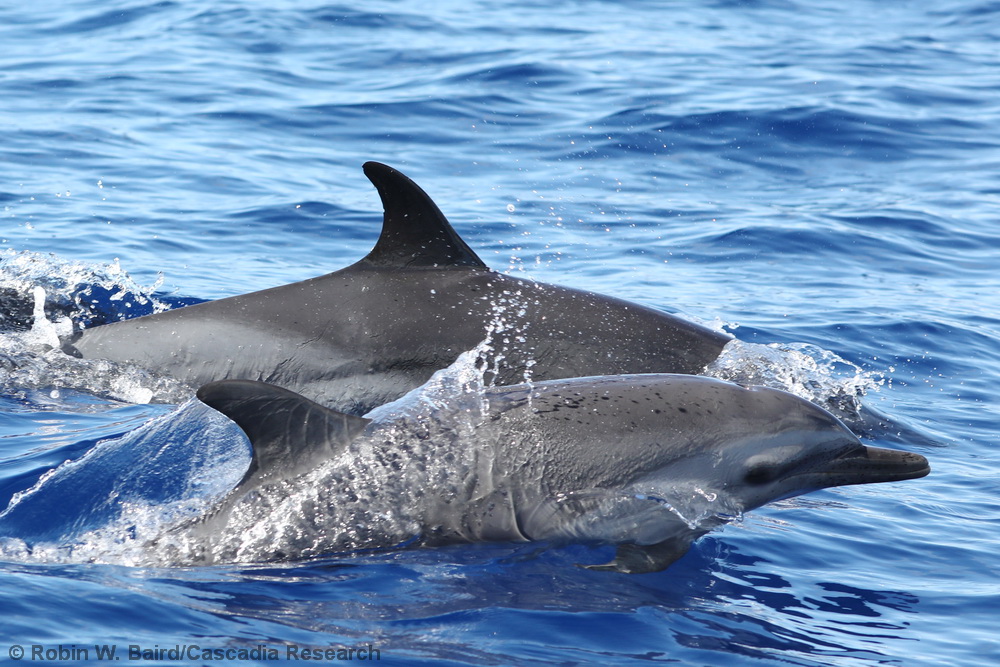 pantropical spotted dolphin, Stenella attenuata, Hawaii, Lanai