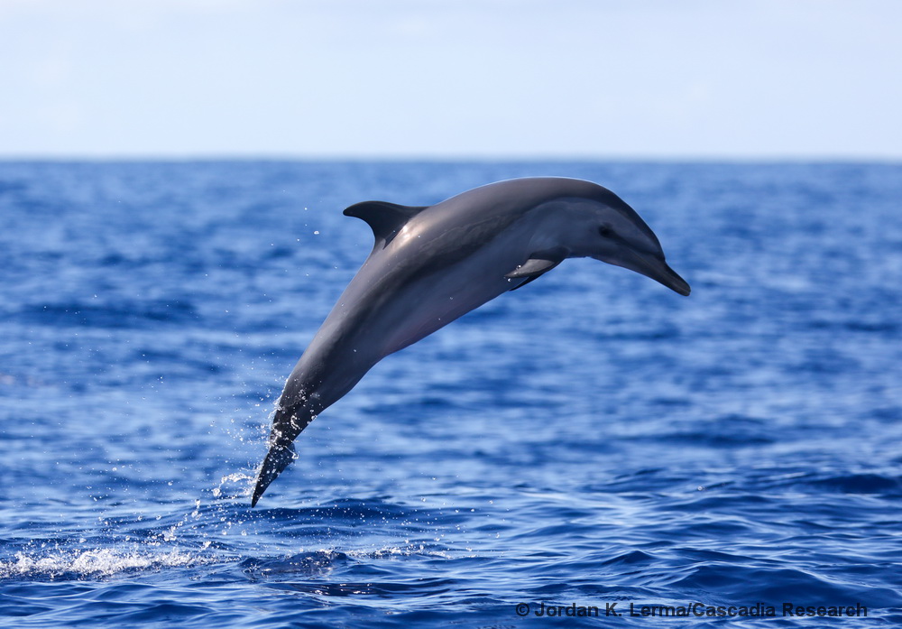 pantropical spotted dolphin, Stenella attenuata, Hawaii, Lanai