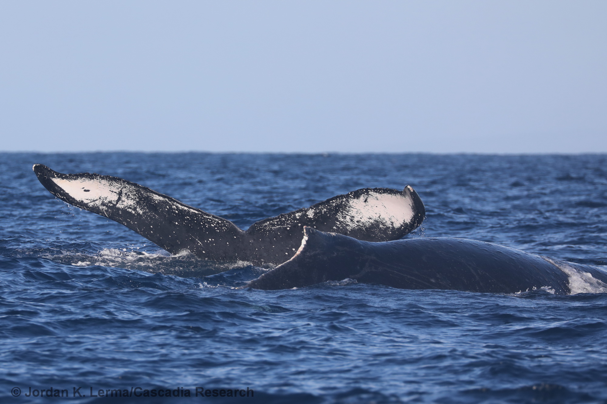 humpback whale, Megaptera, Lanai, Maui, Hawaii
