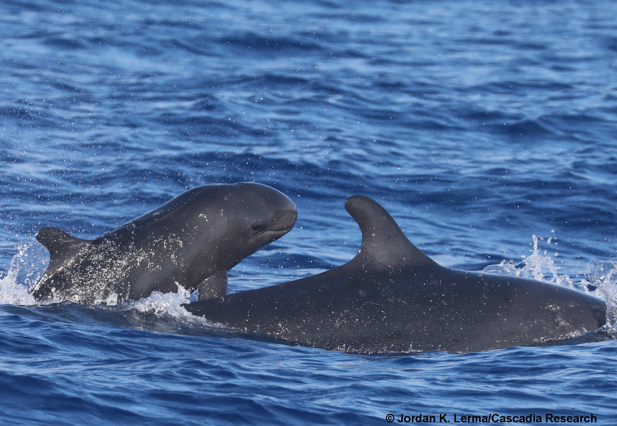 false killer whale, Pseudorca, calf, Lānaʻi, Hawaii