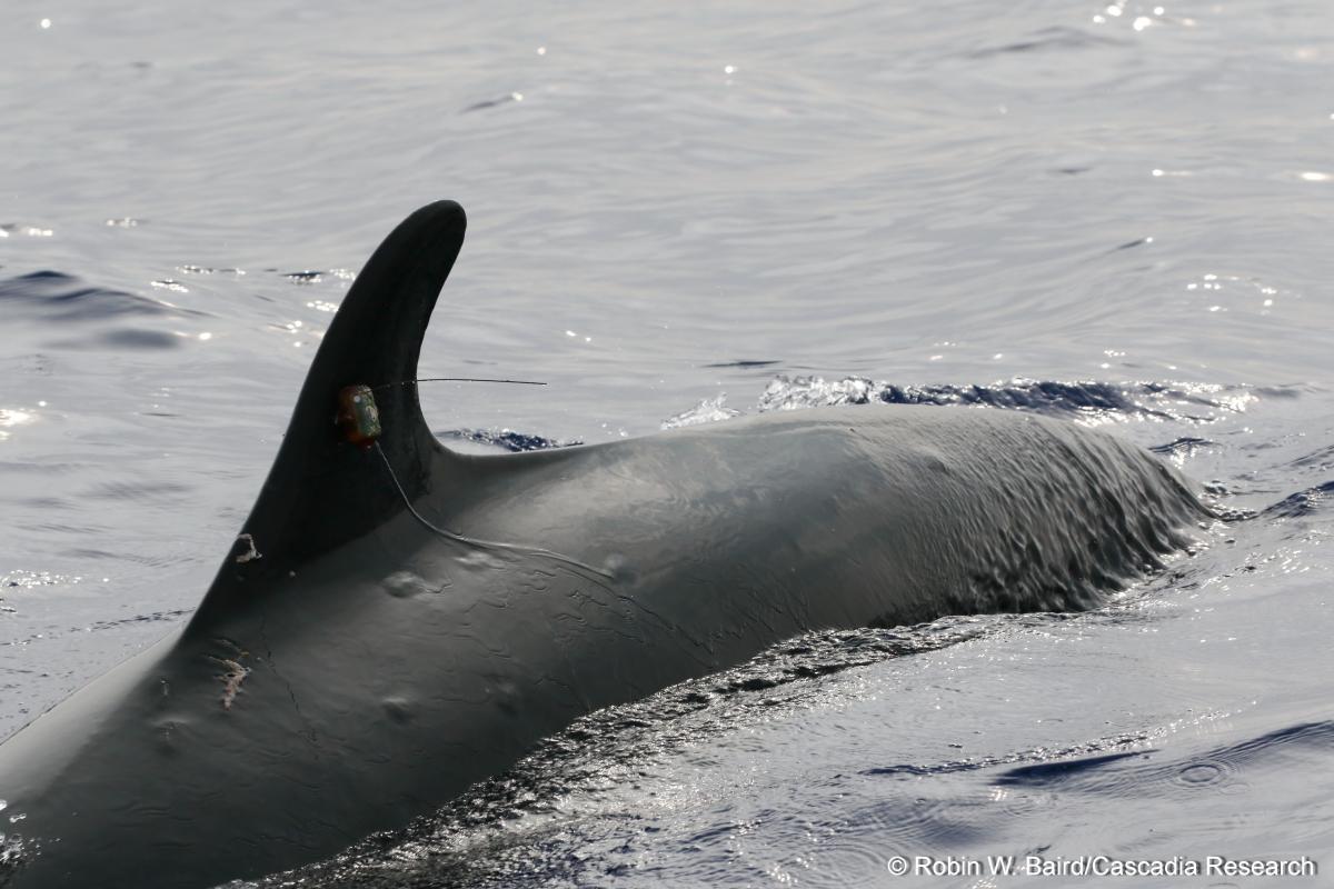 False killer whales in Hawai'i 