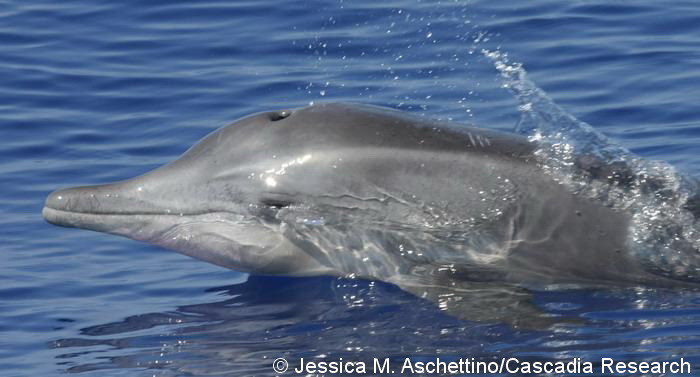 Rough-toothed dolphins in Hawai'i 