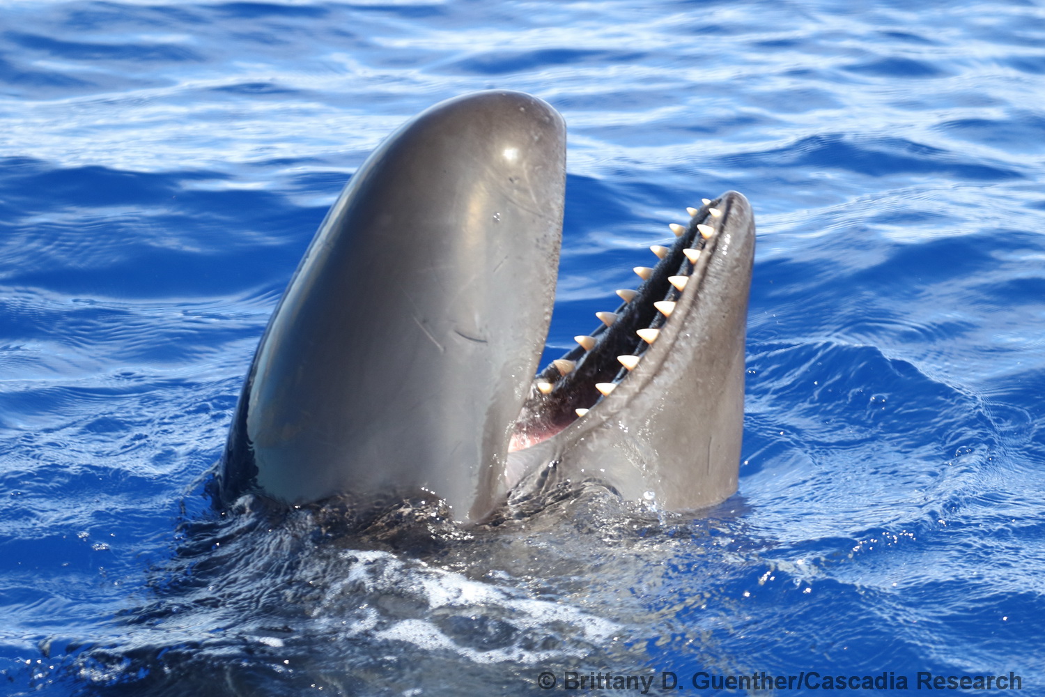 false killer whale, Pseudorca, Hawaii, endangered, teeth