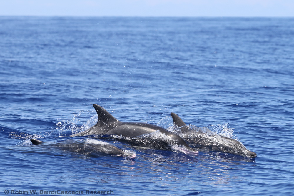 Steno, rough-toothed dolphin, Hawaii, Kona, photo-ID, research