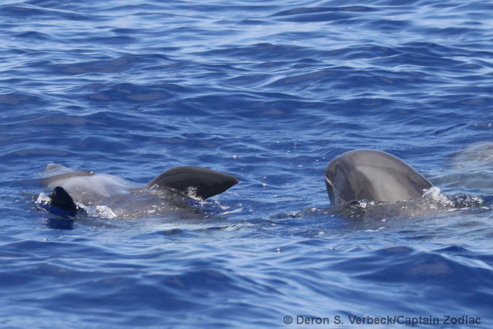 Melon-headed whale, Peponocephala, Hawaii, Kona