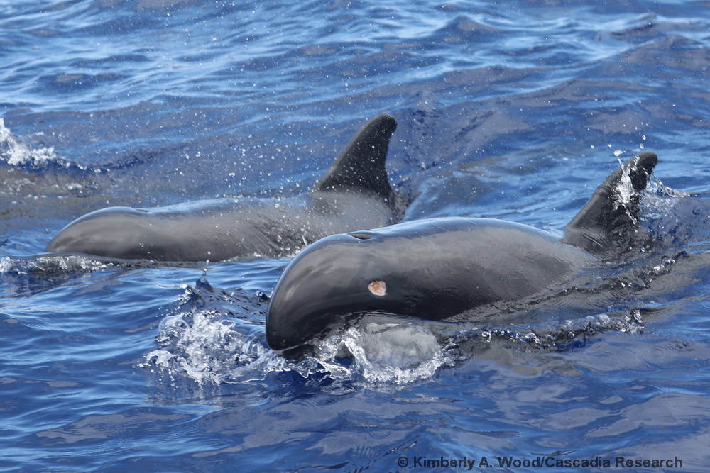 Melon-headed whale, Peponocephala, Hawaii, Kona