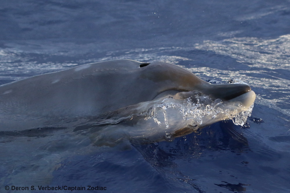 Blainville's beaked whale, Mesoplodon densirostris, Kona, Hawaii