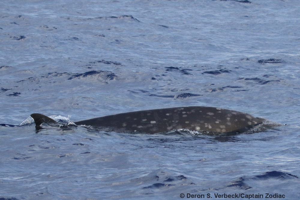 Blainville's beaked whale, Mesoplodon densirostris, Kona, Hawaii