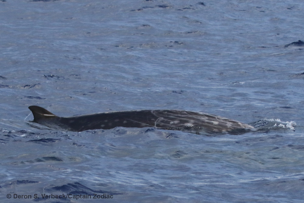 Blainville's beaked whale, Mesoplodon densirostris, Kona, Hawaii