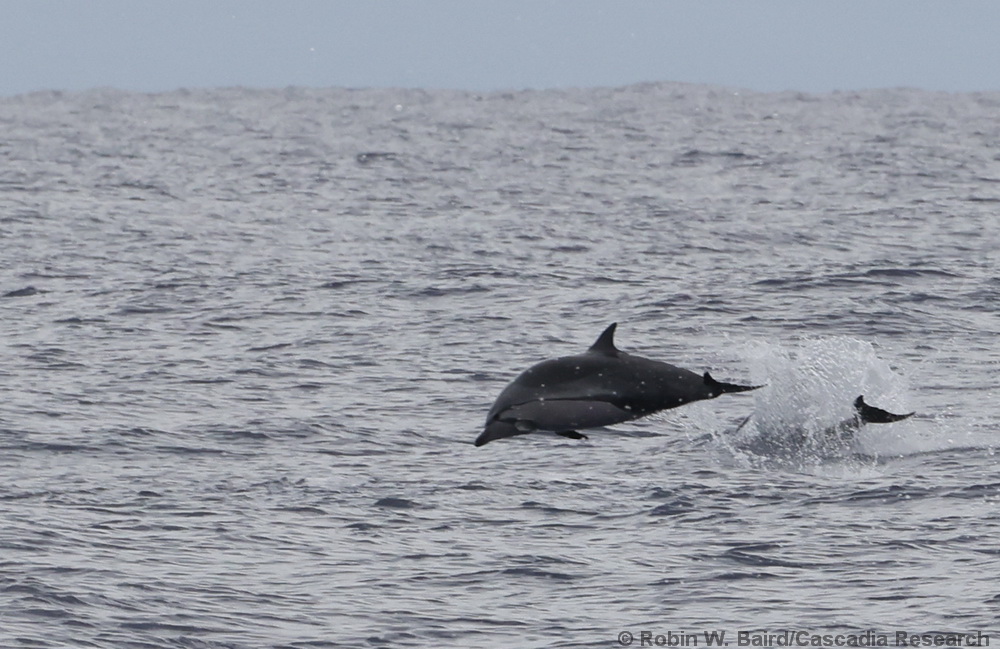 striped dolphin, Stenella coeruleoalba, Hawaii, Kona