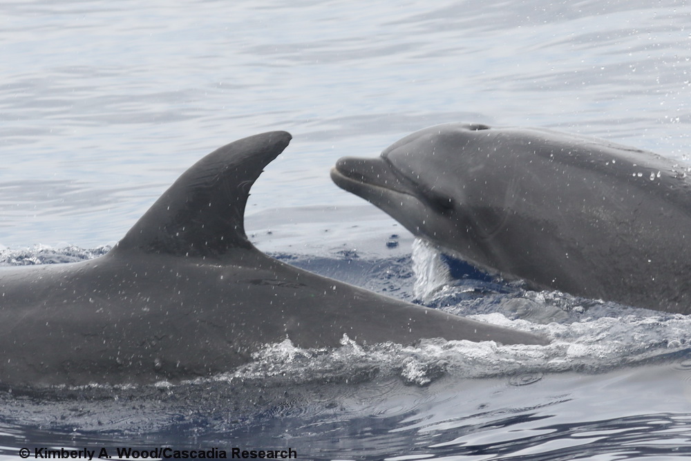 bottlenose dolphin, Tursiops truncatus, Hawaii, Kona