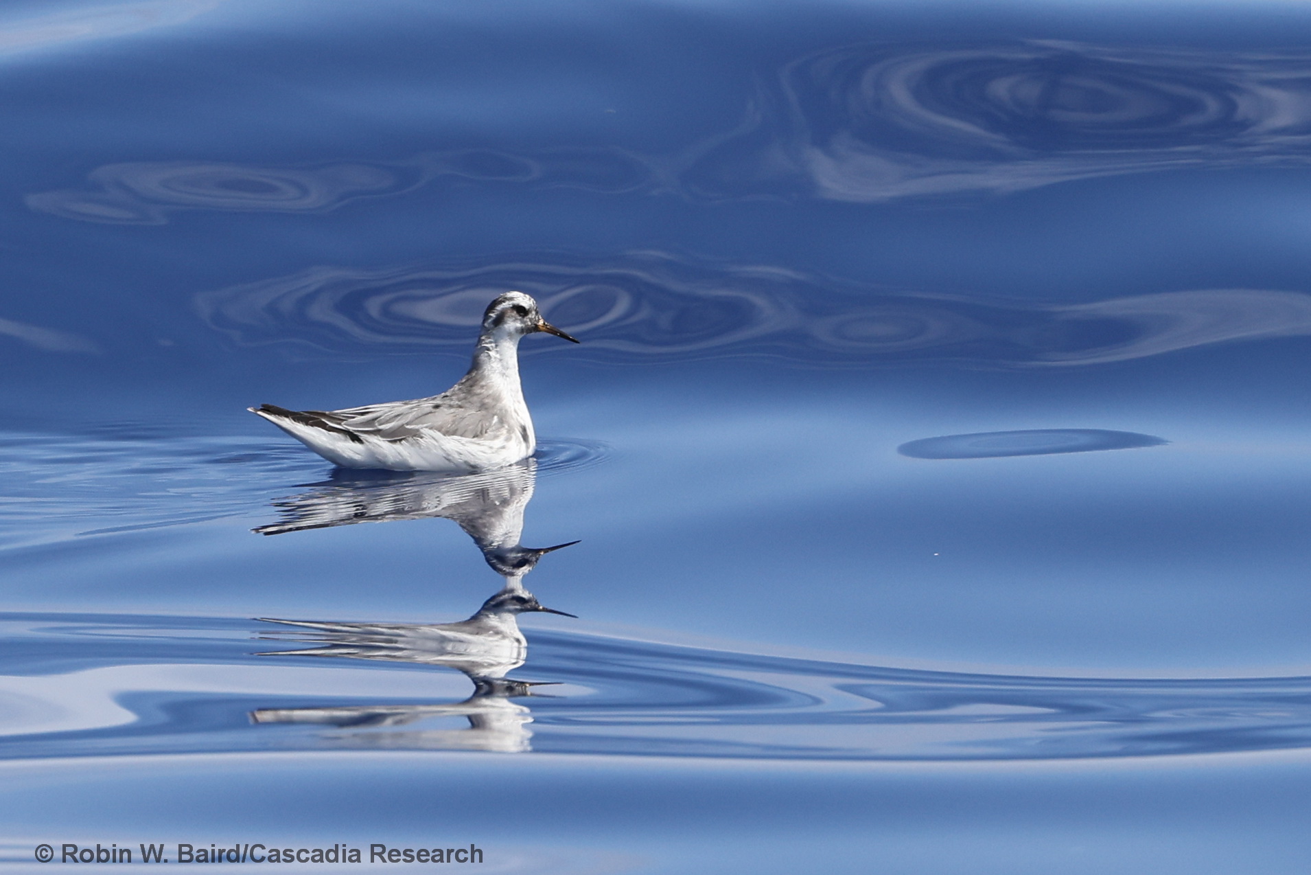 Red Phalarope, Kona, Hawaii