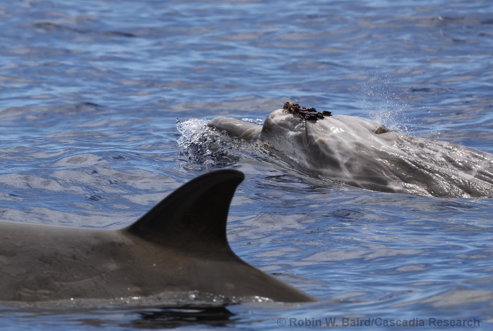 Blainville's beaked whale, male, Mesoplodon, Mesoplodon densirostris, barnacles, Kona, Hawaii