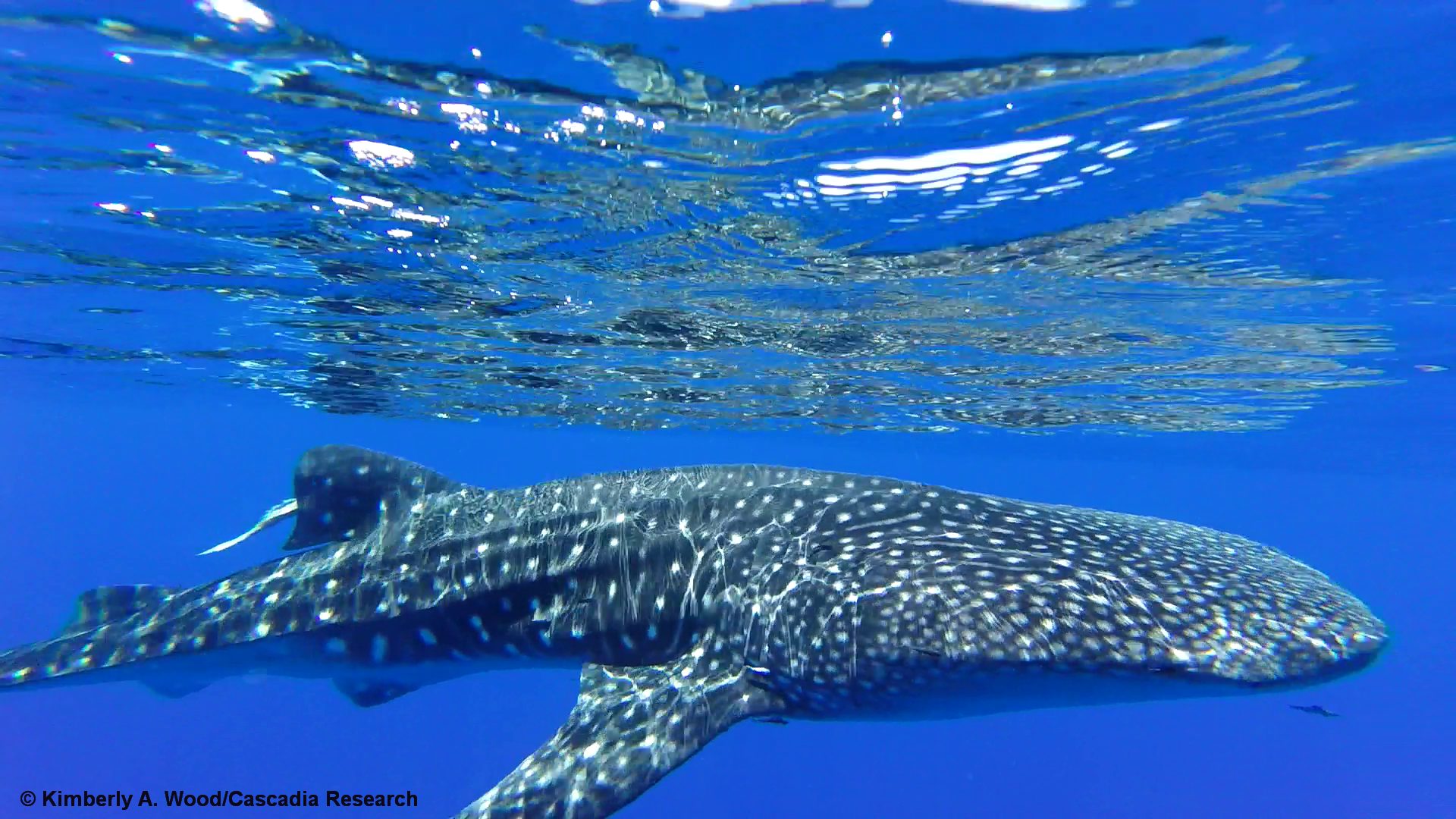 whale shark, Kona, Hawaii, tag