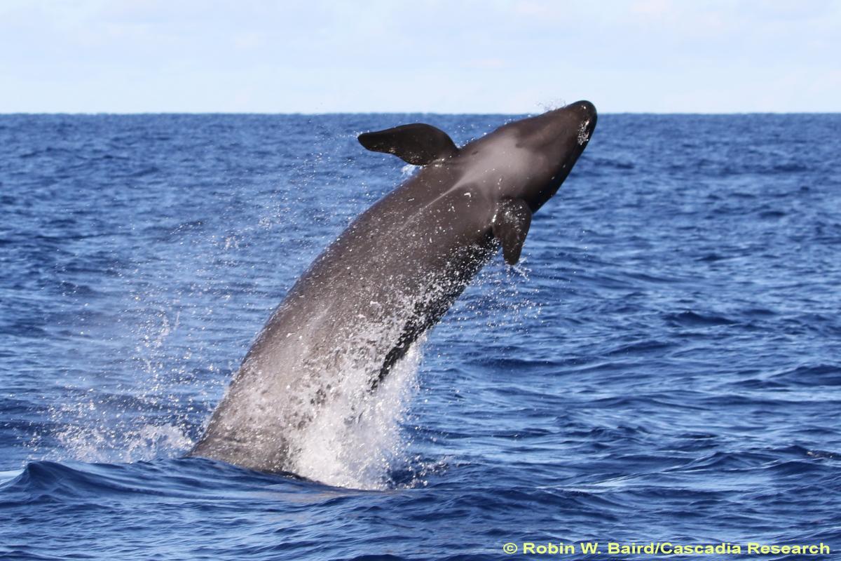 False killer whale, Pseudorca, Pseudorca crassidens, Hawaii, endangered