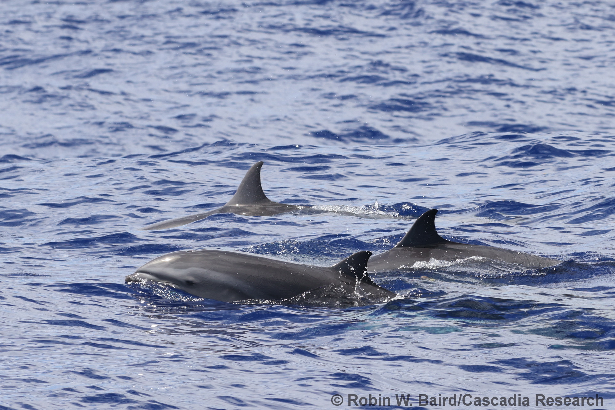 Fraser's dolphin, Lagenodelphis, Kauai, Hawaii