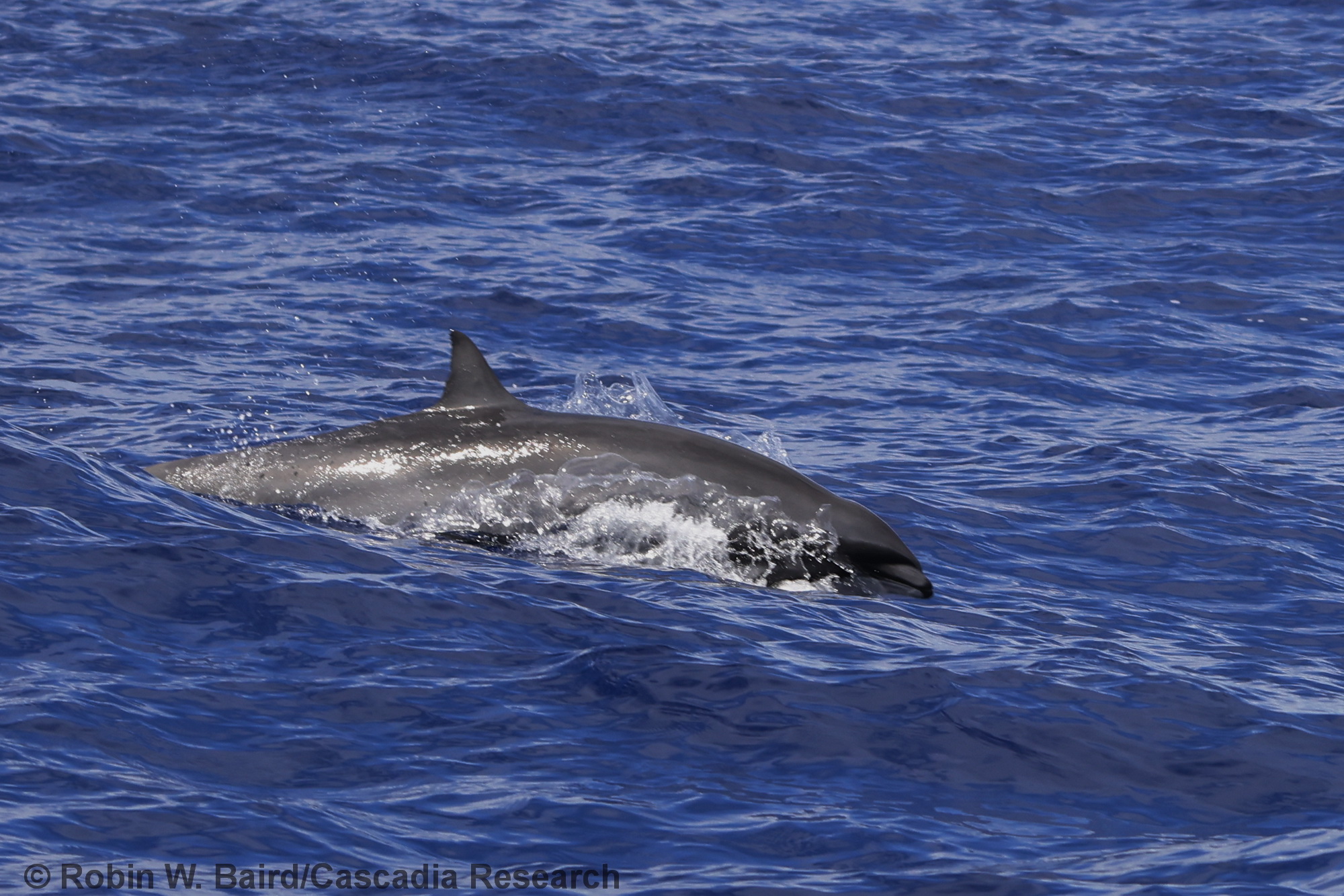 Lagenodelphis, Fraser's dolphin, Hawaii, Kauai