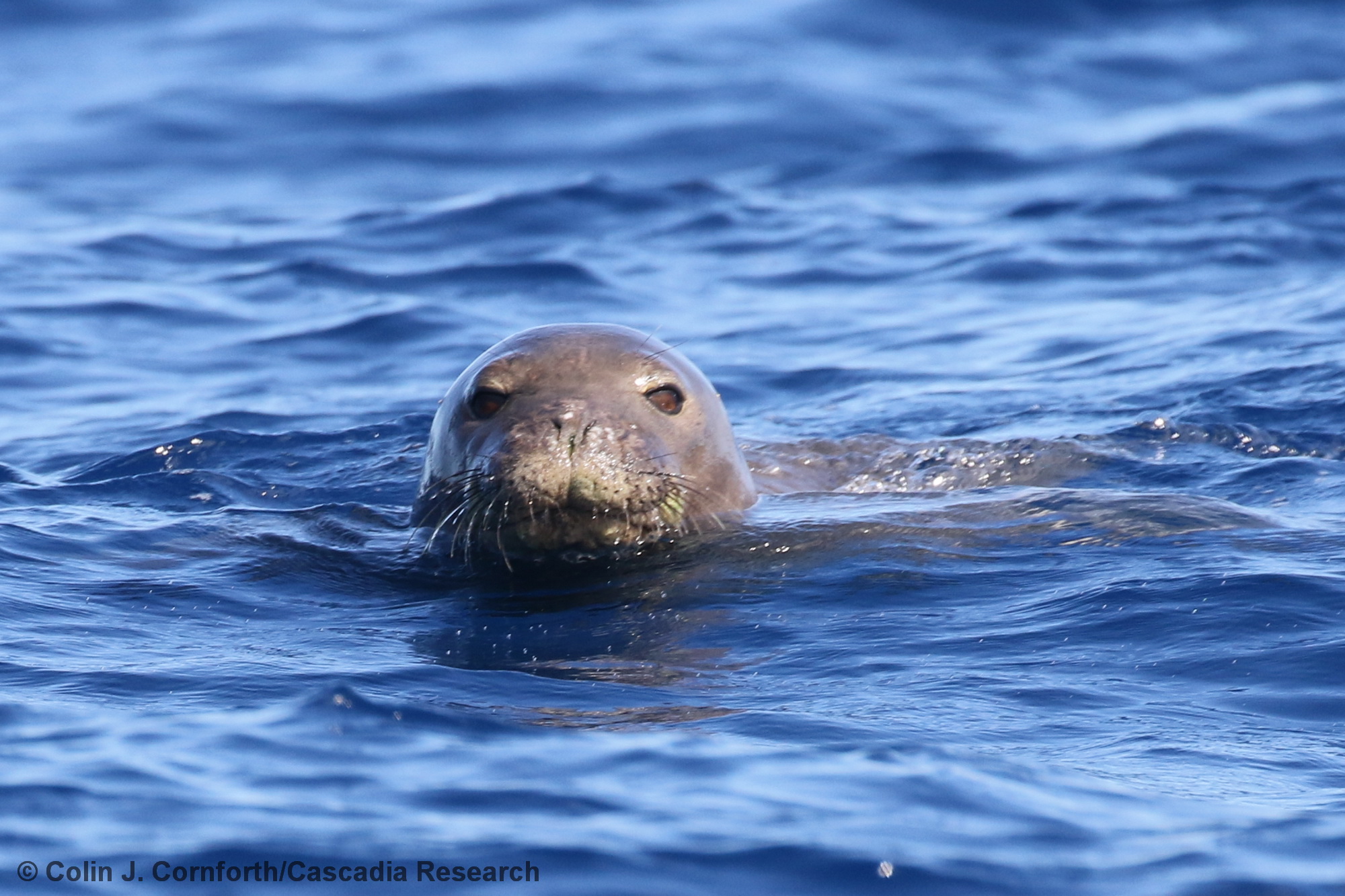 Hawaiian monk seal, Kauai, Hawaii