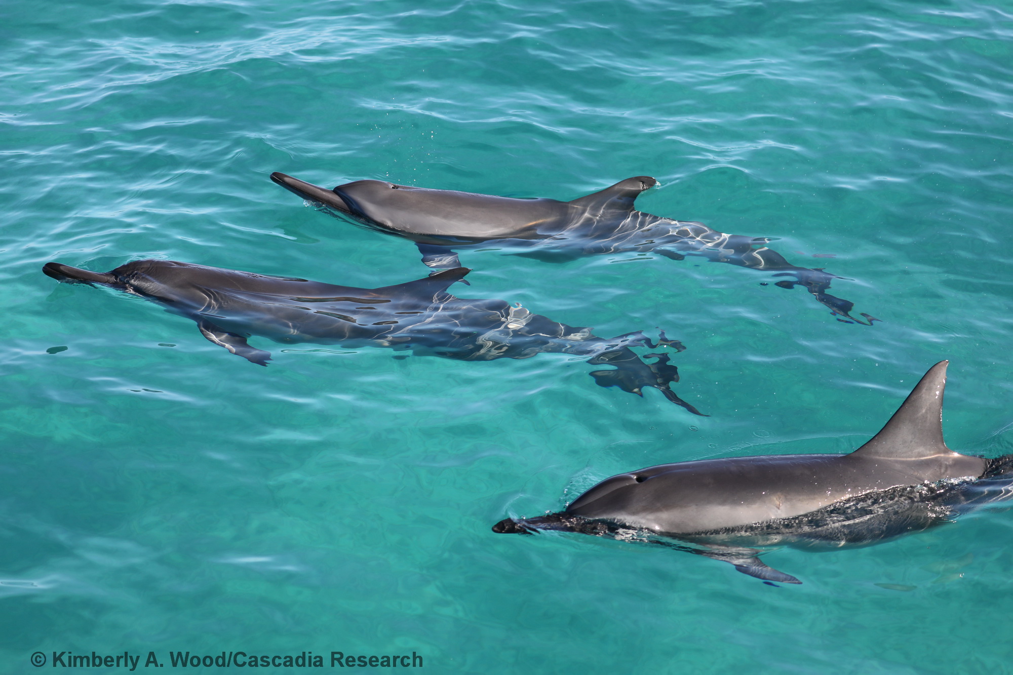 spinner dolphin, Kaua'i, Hawai'i, Hawaii, Kauai