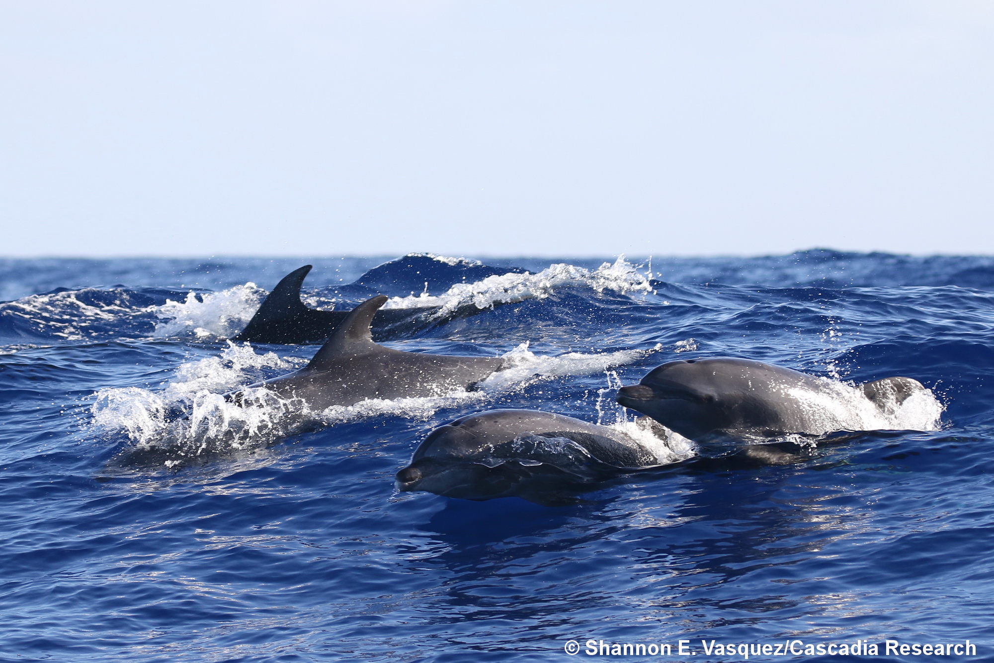 bottlenose dolphin, Tursiops truncatus, Kauai, Hawaii, Tursiops