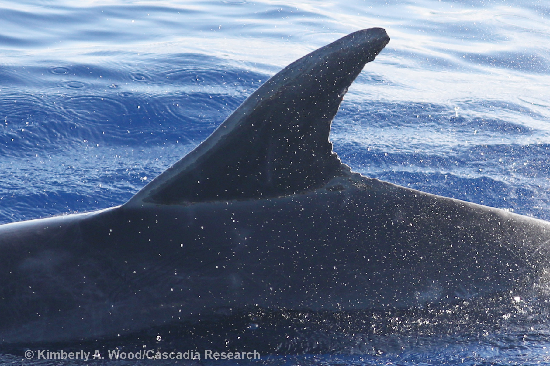 bottlenose dolphin, Tursiops truncatus, Hawaii, Kauai