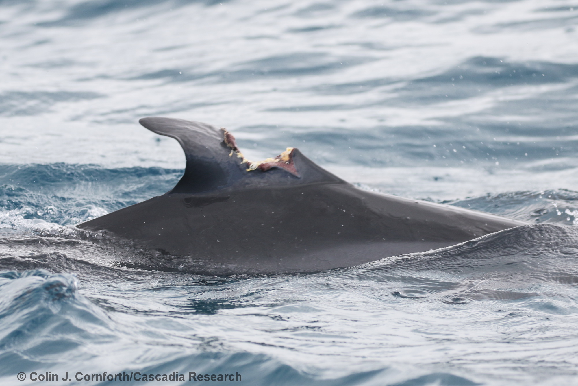 spinner dolphin, Stenella longirostris, Kauai, Kaua'i, injury, Hawai'i