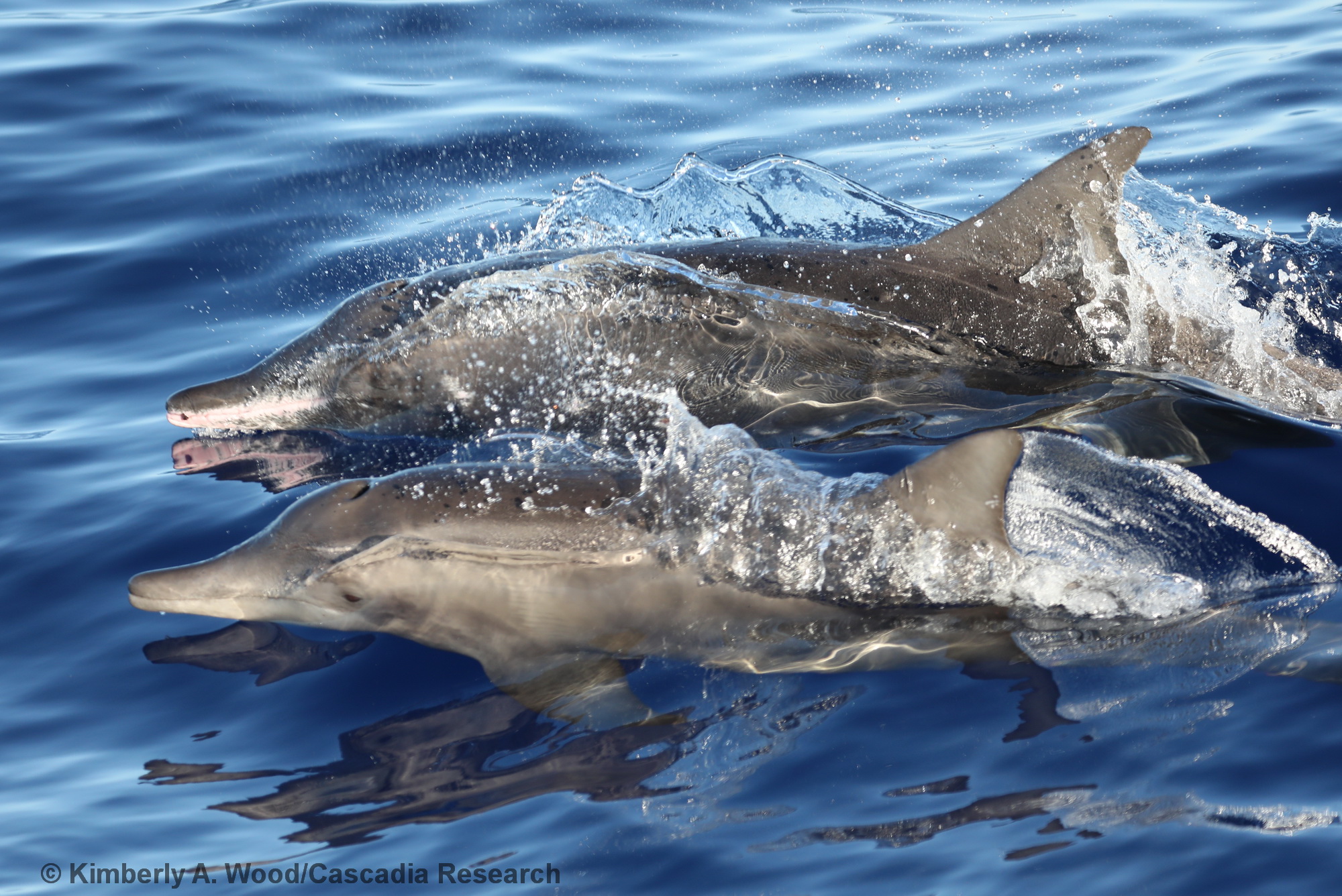 rough-toothed dolphin, Steno, Steno bredanensis, Kauai, Hawaii