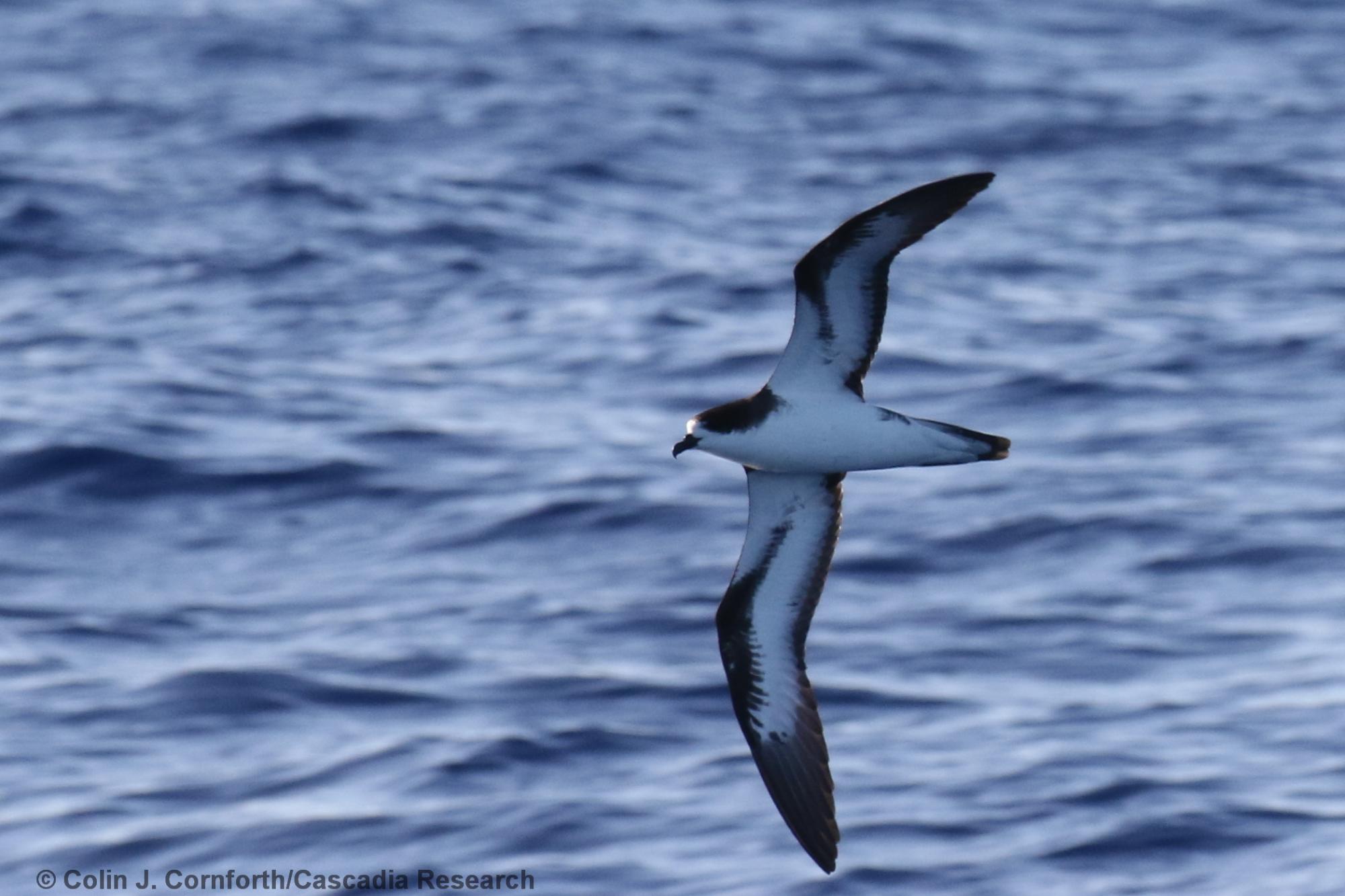 Hawaiian Petrel, Kauai, Hawaii