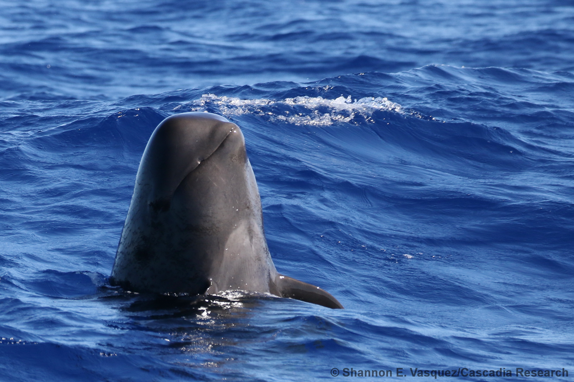 Short-finned pilot whale, Globicephala, Kauai, Hawaii, spyhop