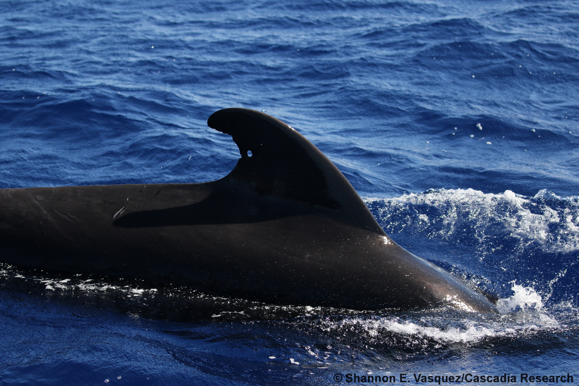 Short-finned pilot whale, Globicephala, Kauai, Hawaii