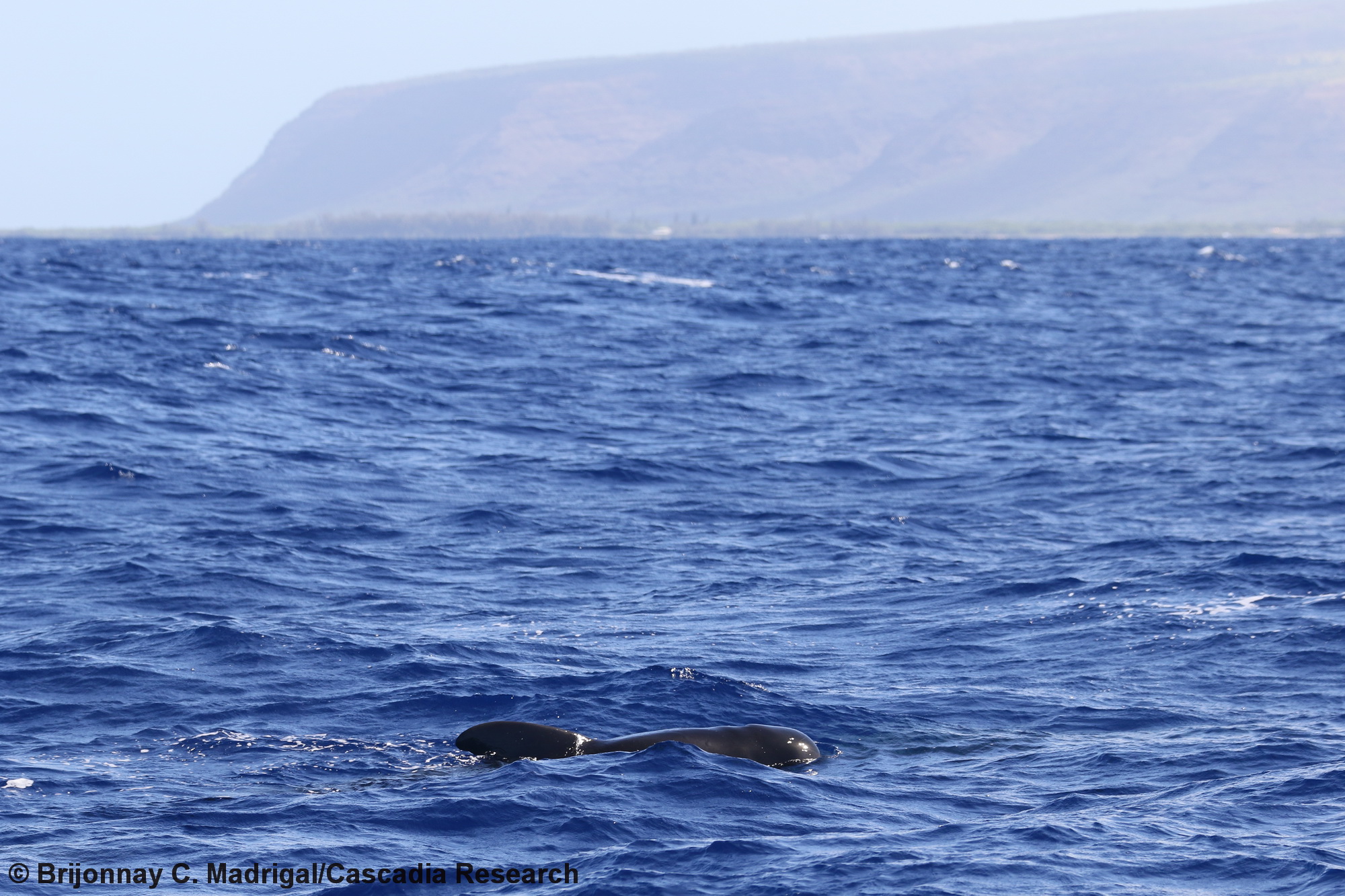 Short-finned pilot whale, Globicephala, Kauai, Hawaii