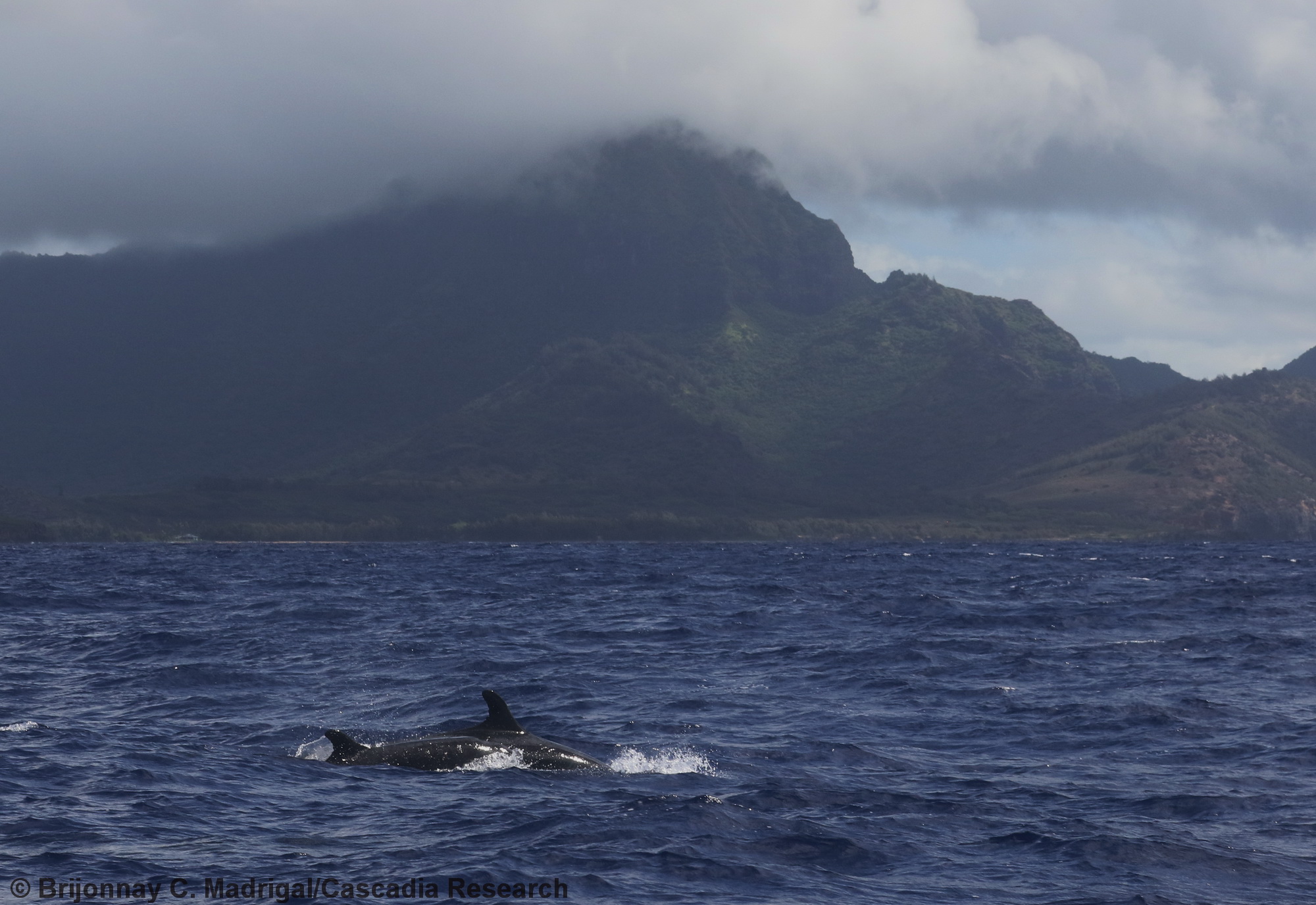 false killer whale, Pseudorca, Kauai, Hawaii