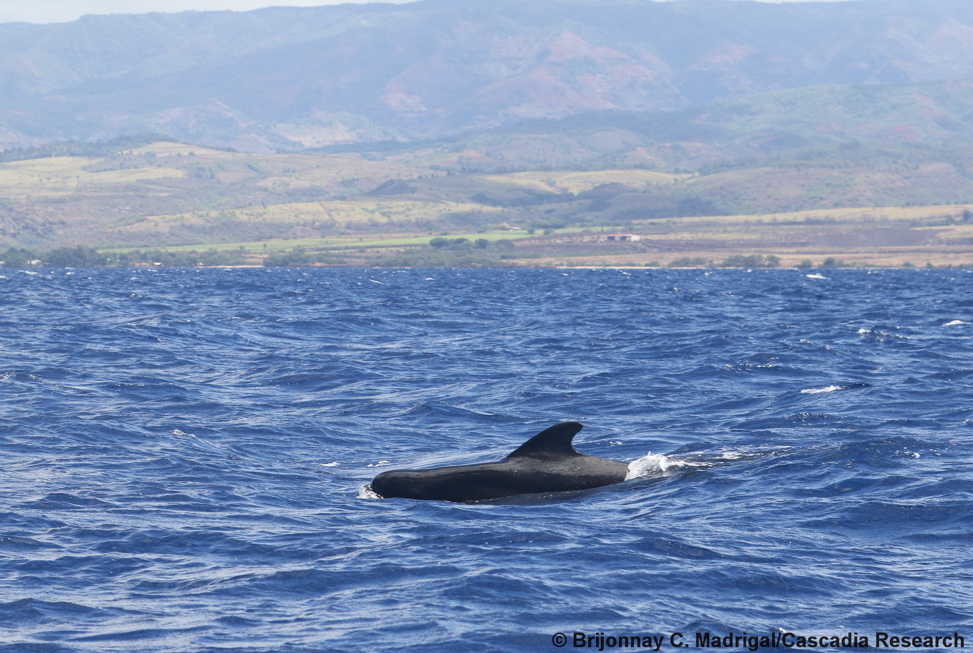 short-finned pilot whale, Globicephala macrorhynchus, Hawaii, Kauai