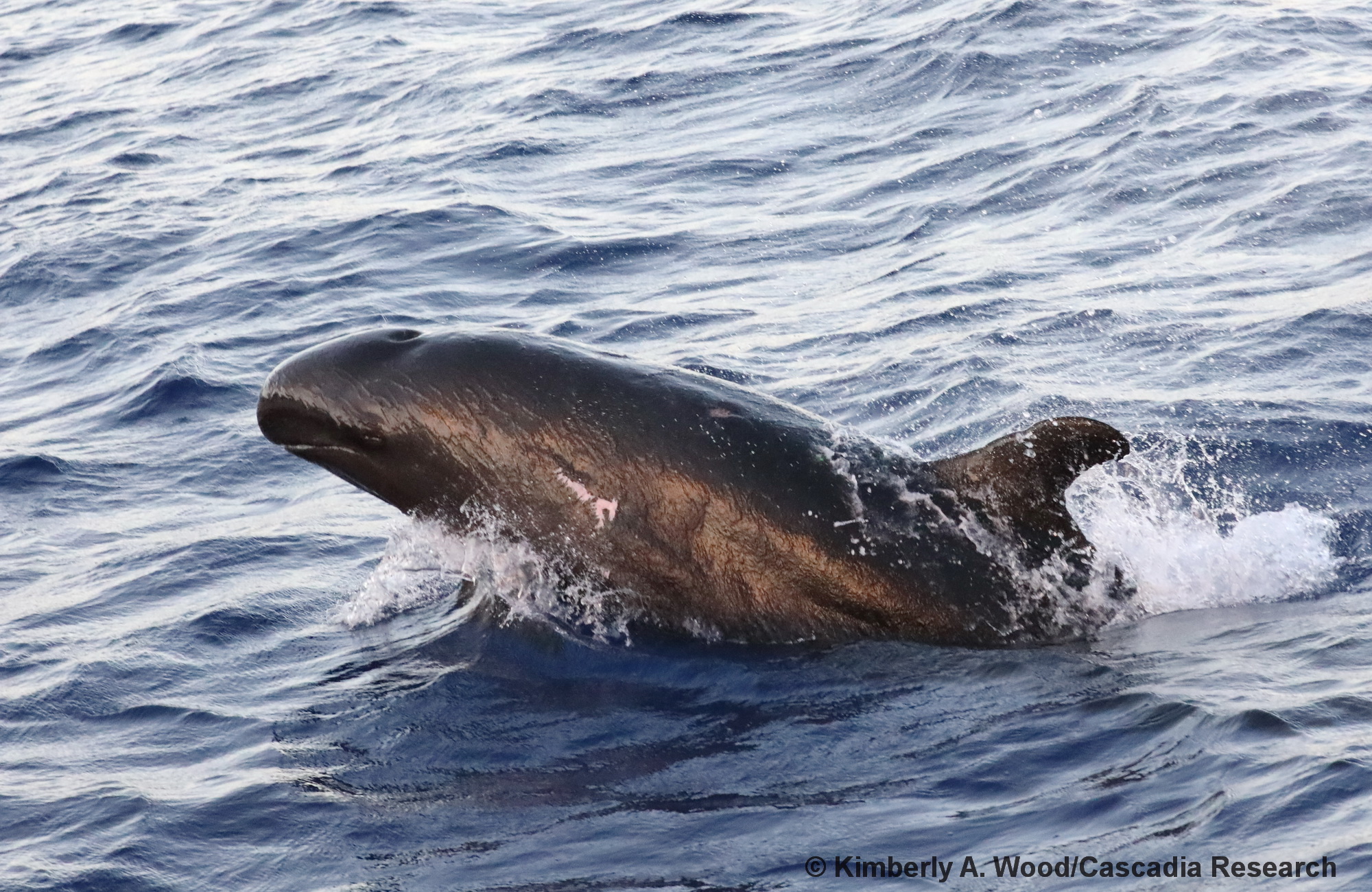 false killer whale, Pseudorca, Kauai, Hawaii