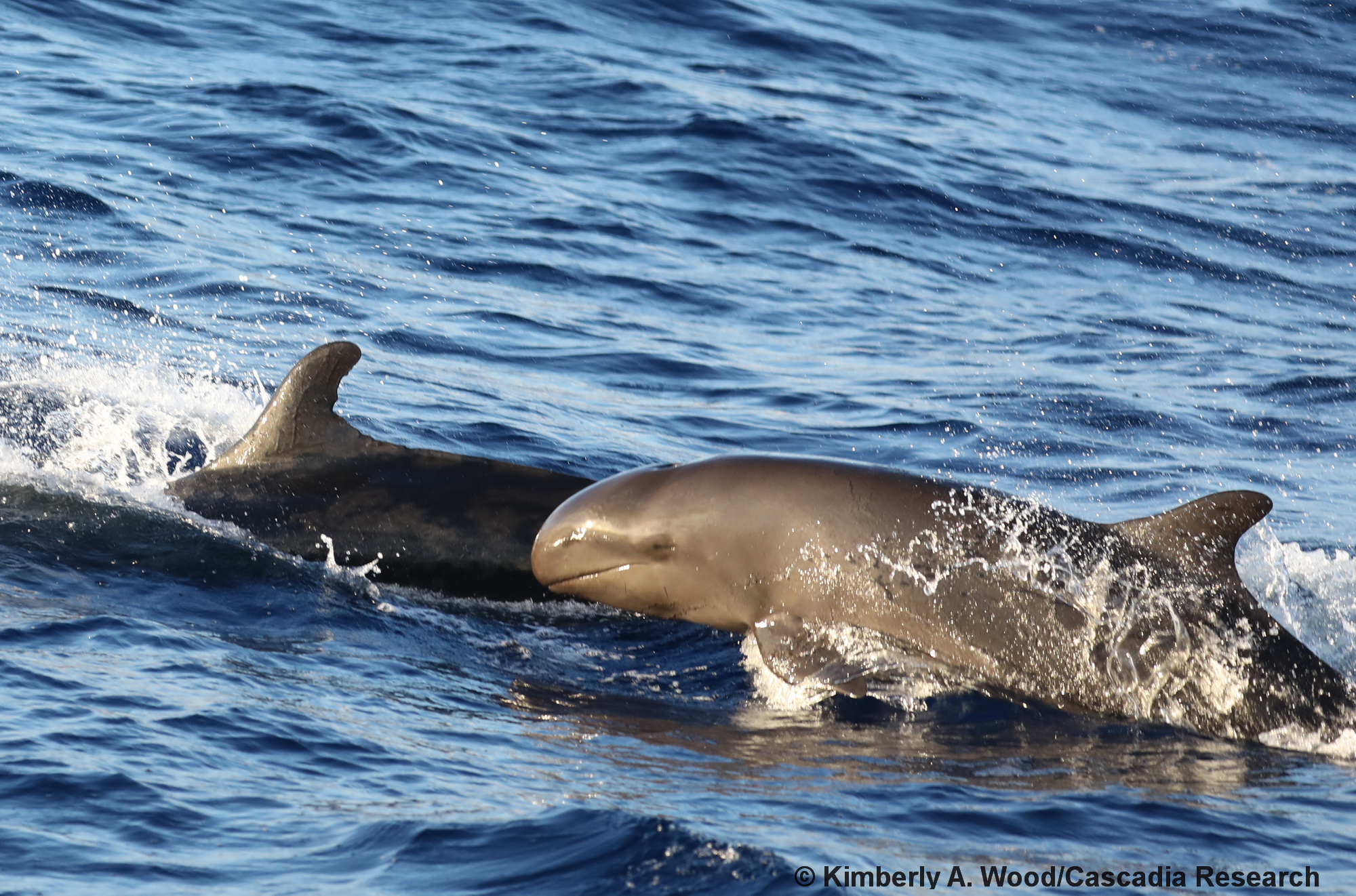 false killer whale, Pseudorca, Kauai, Hawaii