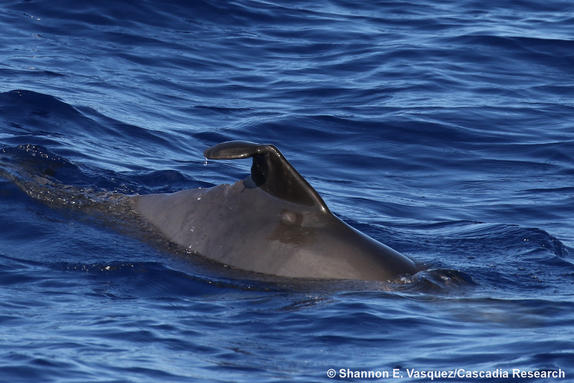 Melon-headed whale, Peponocephala, Hawaii, Kauai, injury, dorsal fin