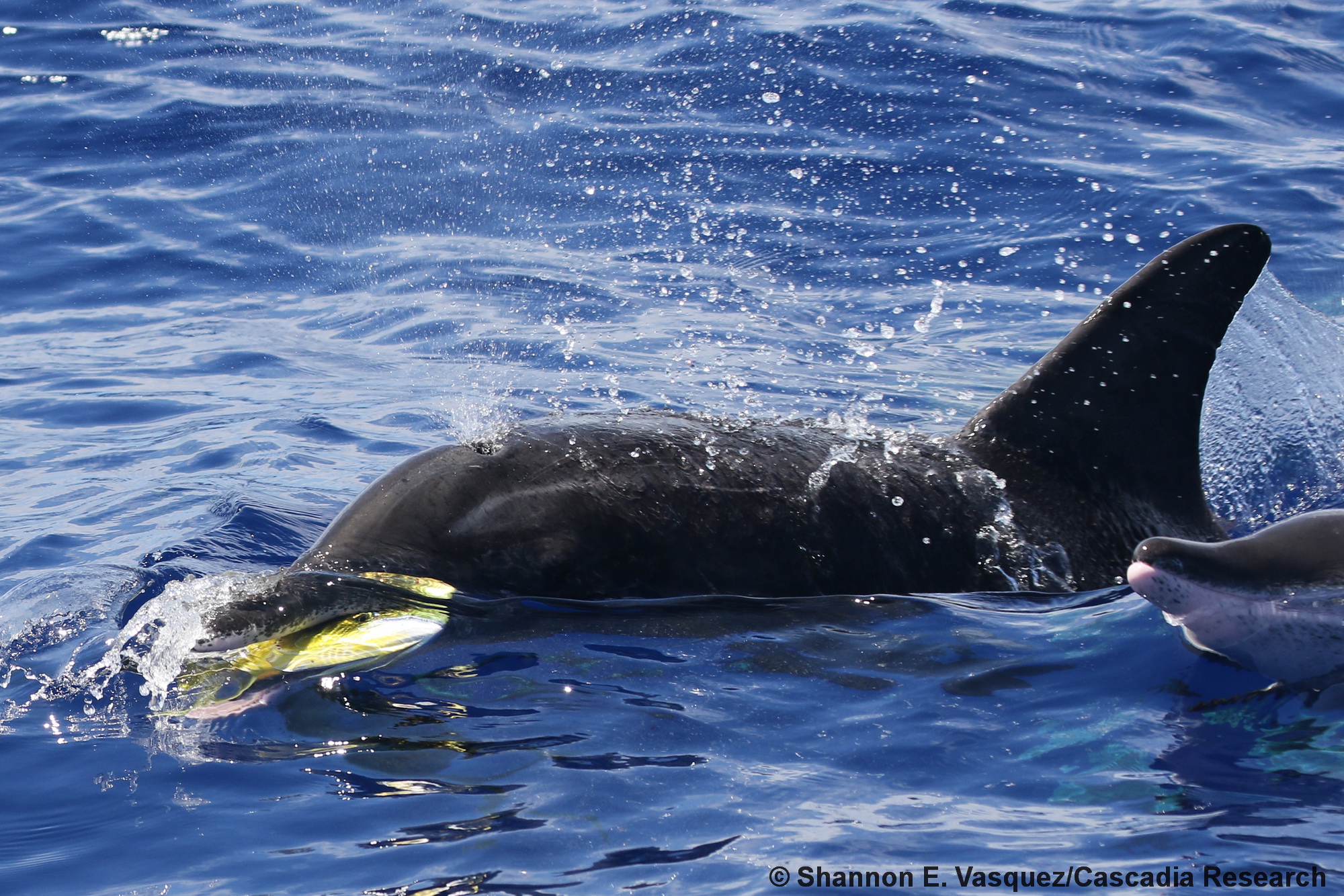 rough-toothed dolphin, Steno, Steno bredanensis, Kauai, Hawaii, mahimahi, mahi mahi, predation, fish