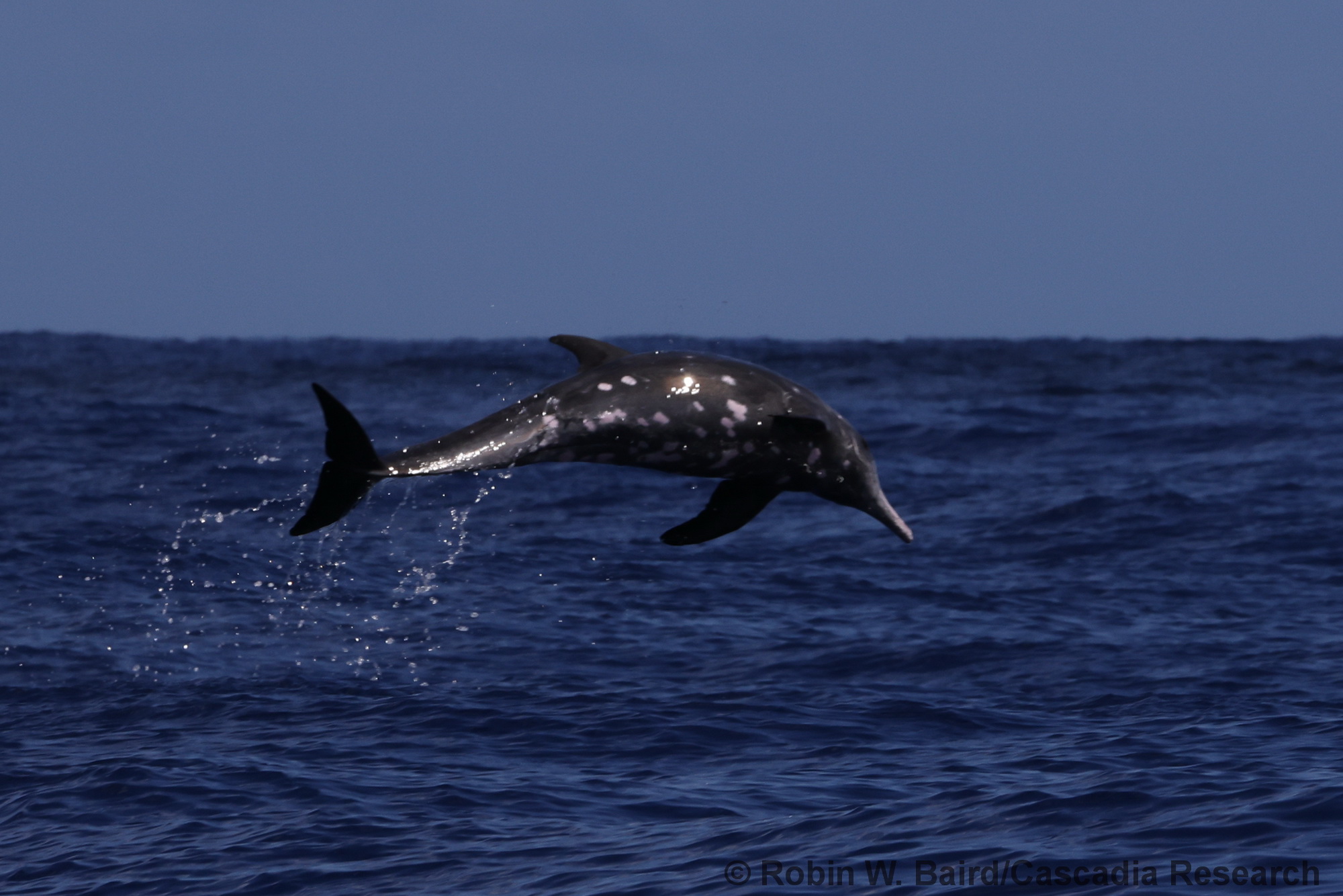 rough-toothed dolphin, Steno, Steno bredanensis, Kauai, Hawaii