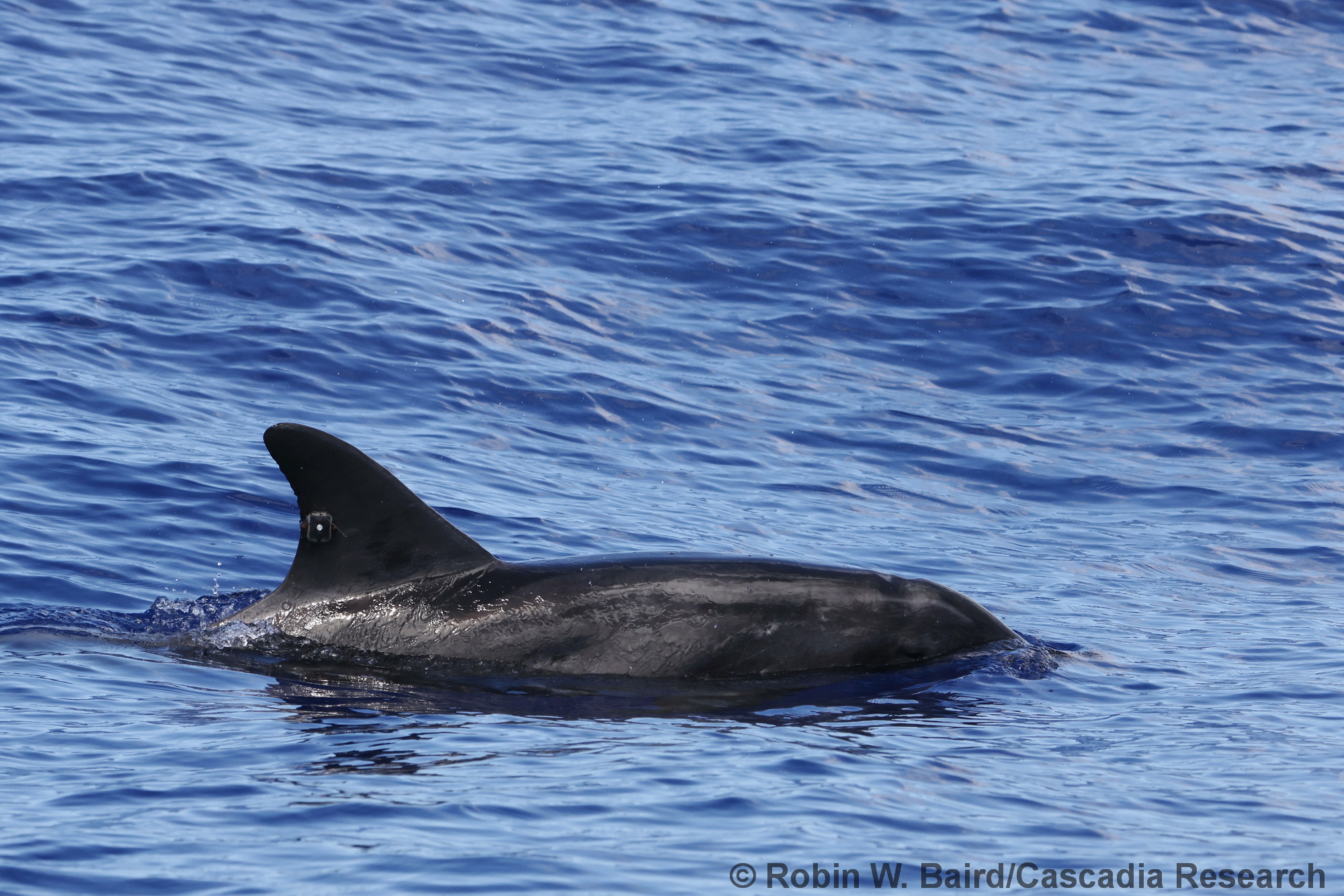 rough-toothed dolphin, Steno, Steno bredanensis, Kauai, Hawaii, LIMPET tag, tagging, satellite tag
