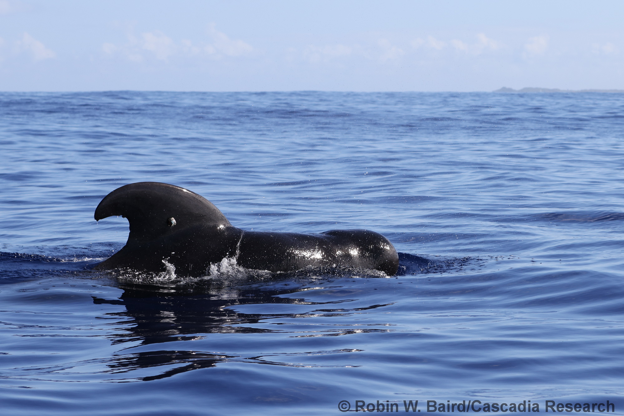 short-finned pilot whale, Hawaii, Kauai, satellite tag, LIMPET tag, tagging, Globicephala