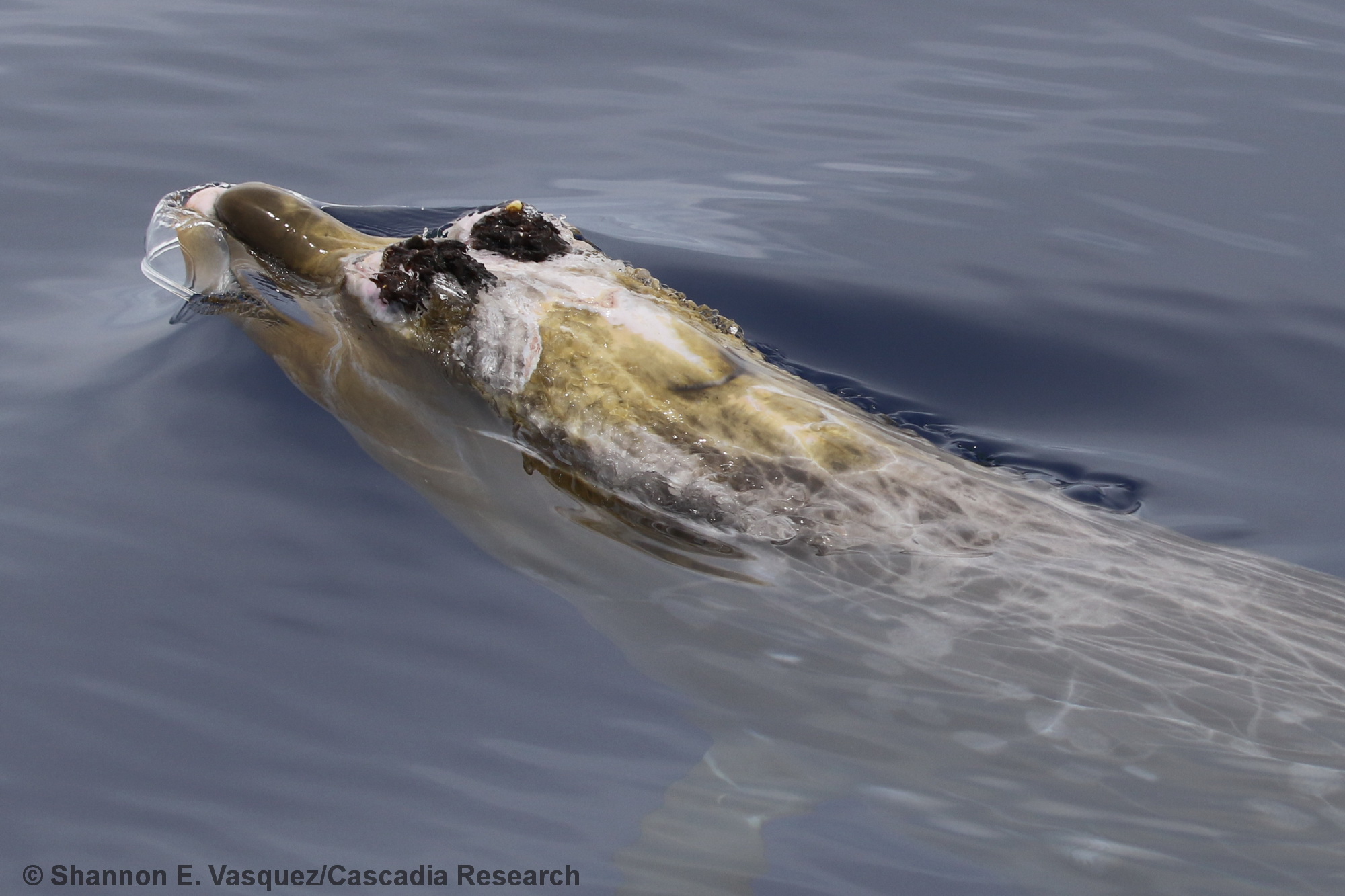 Blainville's beaked whale, Mesoplodon densirostris, Kauai, Hawaii